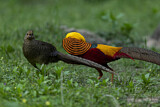 Image. Golden Pheasant