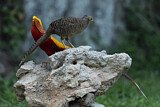 Image. Golden Pheasant