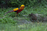 Image. Golden Pheasant
