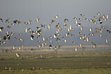 Image. Golden Plover & Northern Lapwing
