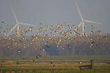 Image. Golden Plover & Northern Lapwing