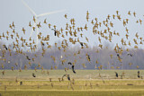 Image. Golden Plover & Northern Lapwing