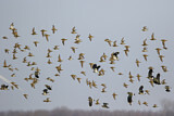 Image. Golden Plover & Northern Lapwing