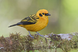 Image. Golden Tanager