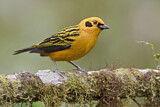 Image. Golden Tanager