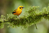 Image. Golden Tanager