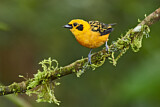 Image. Golden Tanager