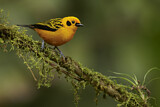 Image. Golden Tanager