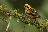 Image. Golden Tanager