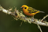 Image. Golden Tanager
