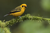 Image. Golden Tanager