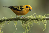 Image. Golden Tanager