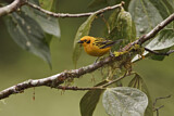 Image. Golden Tanager