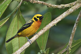 Image. Golden Tanager