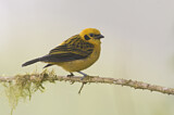 Image. Golden Tanager