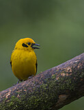 Image. Golden Tanager