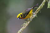 Image. Golden Tanager