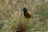 Image. Golden-backed Weaver