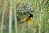 Image. Golden-backed Weaver