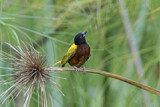Image. Golden-backed Weaver