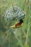 Image. Golden-backed Weaver