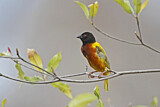 Image. Golden-backed Weaver