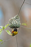 Image. Golden-backed Weaver