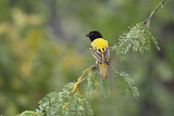 Image. Golden-backed Weaver
