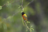 Image. Golden-backed Weaver