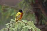 Image. Golden-backed Weaver