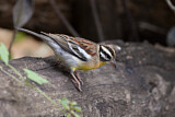 Image. Golden-breasted Bunting