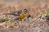 Image. Golden-breasted Bunting