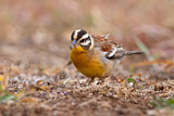 Image. Golden-breasted Bunting