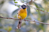 Image. Golden-breasted Bunting