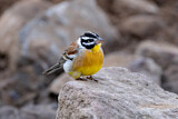 Image. Golden-breasted Bunting