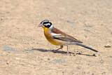Image. Golden-breasted Bunting