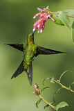 Image. Golden-breasted Puffleg