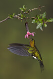 Image. Golden-breasted Puffleg