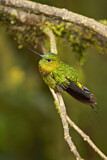 Image. Golden-breasted Puffleg