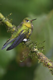Image. Golden-breasted Puffleg