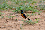 Image. Golden-breasted Starling