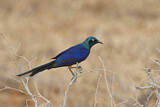 Image. Golden-breasted Starling