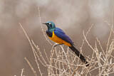 Image. Golden-breasted Starling