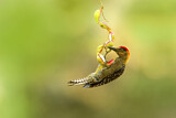 Image. Golden-cheeked Woodpecker