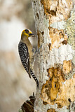 Image. Golden-cheeked Woodpecker