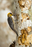 Image. Golden-cheeked Woodpecker