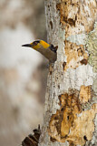 Image. Golden-cheeked Woodpecker