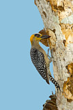 Image. Golden-cheeked Woodpecker