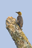 Image. Golden-cheeked Woodpecker