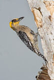 Image. Golden-cheeked Woodpecker